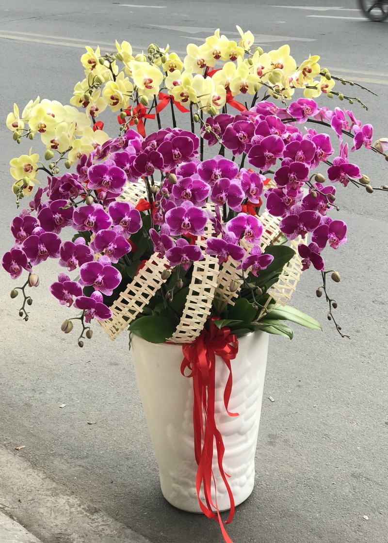 Chậu lan hồ điệp 2 màu