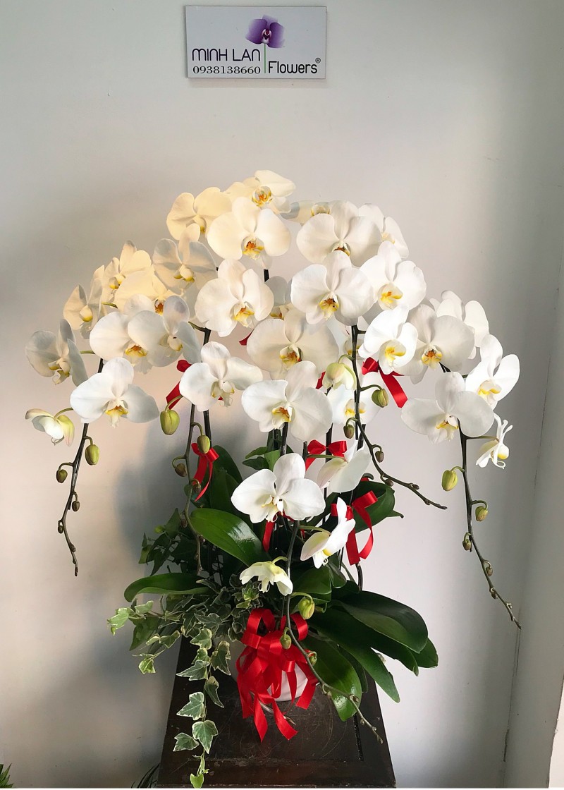 Chậu hoa lan hồ điệp trắng