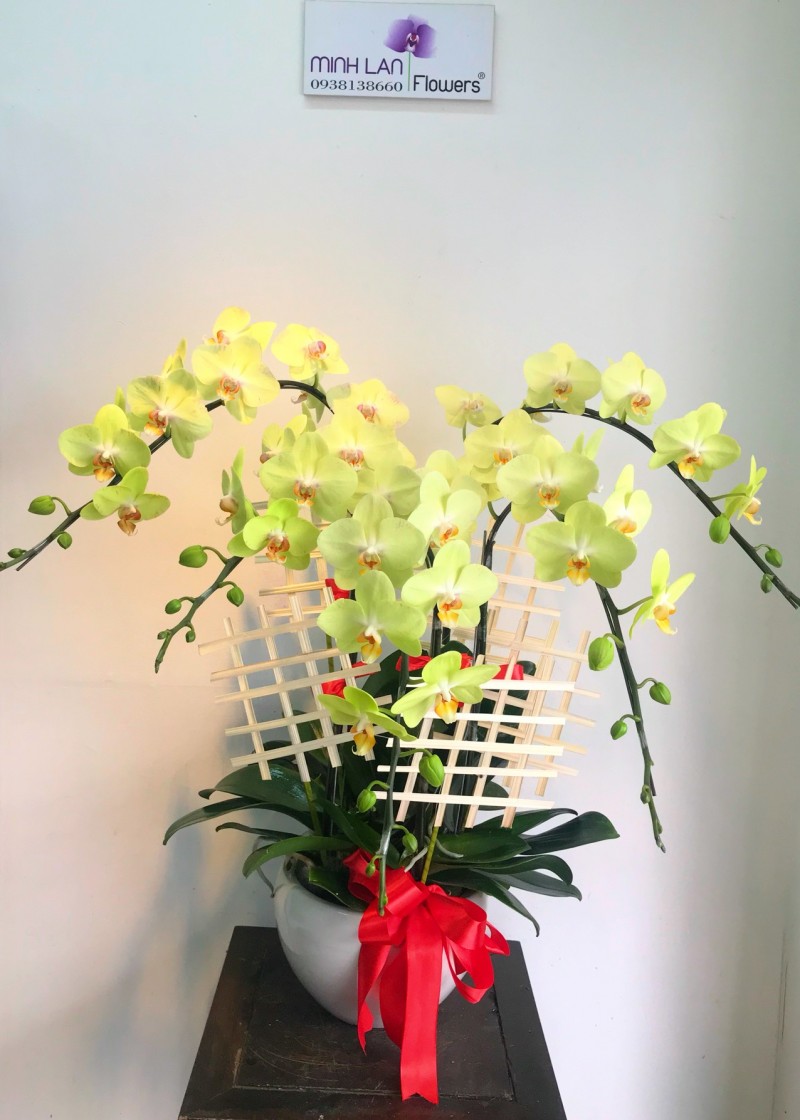 Chậu hoa lan hồ điệp xanh cốm