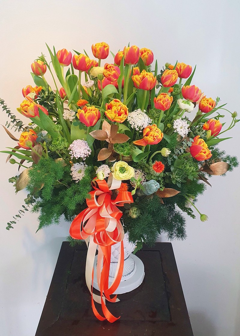 Chậu hoa Tulip cam