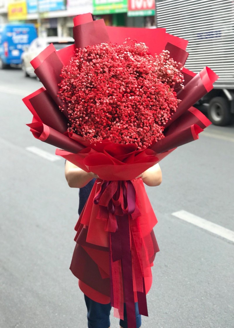 Bó babi Hà Lan đỏ