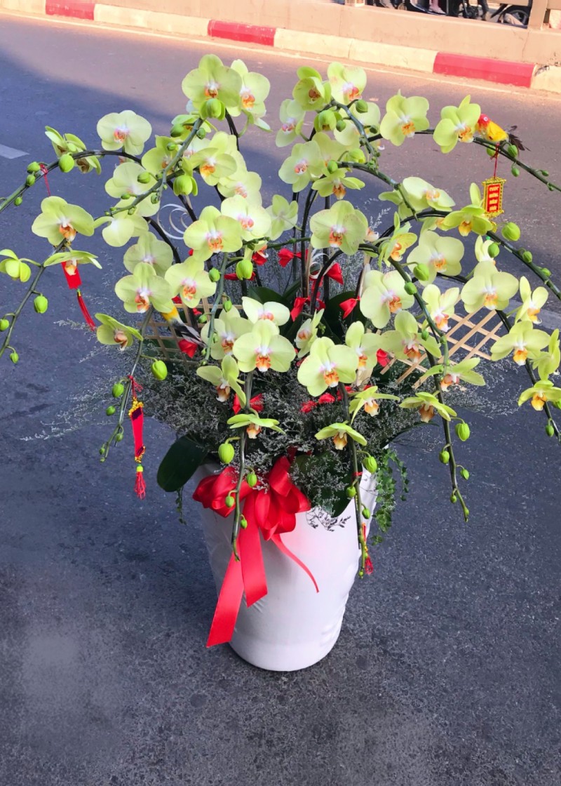 Chậu lan hồ điệp vàng xanh cốm