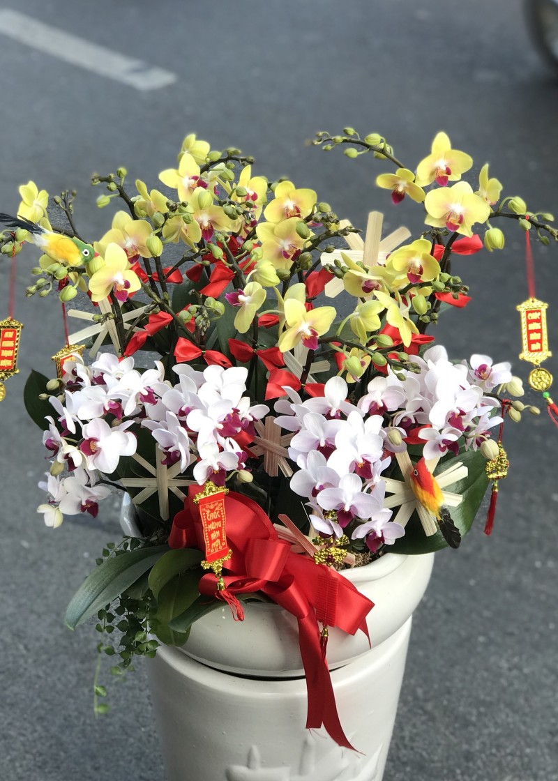 Chậu lan hồ điệp tết