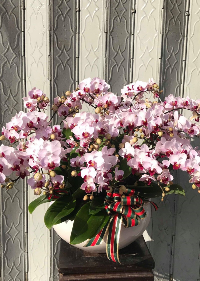 Chậu lan hồ điệp mini 001